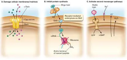 Figure from Chapter 25, Microbiology: An Evolving Science 6e