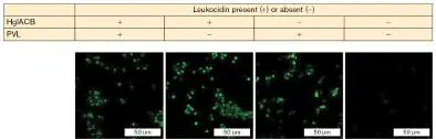 Figure from Chapter 25, Microbiology: An Evolving Science 6e
