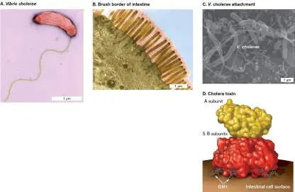 Figure from Chapter 25, Microbiology: An Evolving Science 6e
