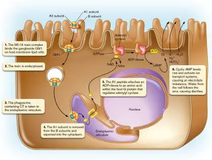 Figure from Chapter 25, Microbiology: An Evolving Science 6e