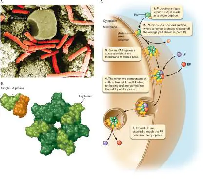 Figure from Chapter 25, Microbiology: An Evolving Science 6e