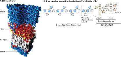 Figure from Chapter 25, Microbiology: An Evolving Science 6e