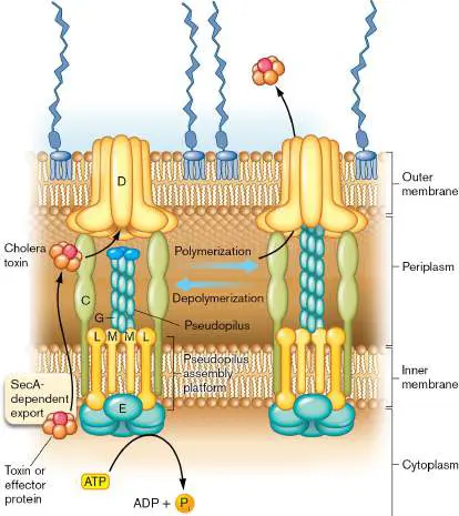 Figure from Chapter 25, Microbiology: An Evolving Science 6e