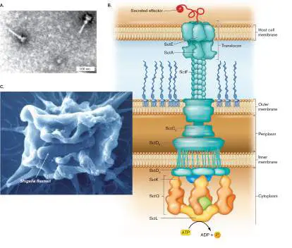 Figure from Chapter 25, Microbiology: An Evolving Science 6e