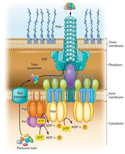 Figure from Chapter 25, Microbiology: An Evolving Science 6e