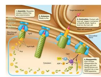 Figure from Chapter 25, Microbiology: An Evolving Science 6e