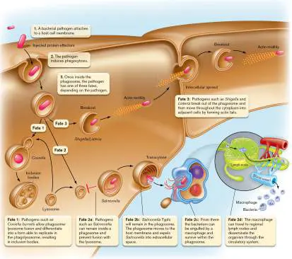 Figure from Chapter 25, Microbiology: An Evolving Science 6e