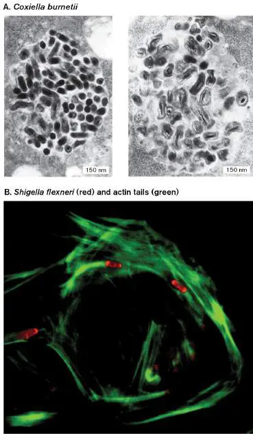Figure from Chapter 25, Microbiology: An Evolving Science 6e