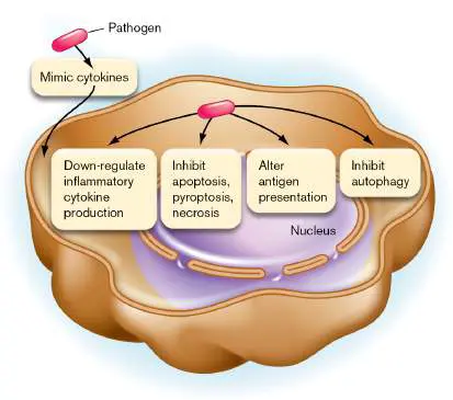 Figure from Chapter 25, Microbiology: An Evolving Science 6e