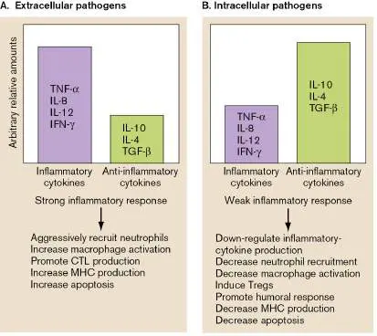 Figure from Chapter 25, Microbiology: An Evolving Science 6e