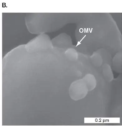 Figure from Chapter 25, Microbiology: An Evolving Science 6e