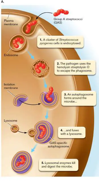 Figure from Chapter 25, Microbiology: An Evolving Science 6e