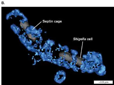 Figure from Chapter 25, Microbiology: An Evolving Science 6e
