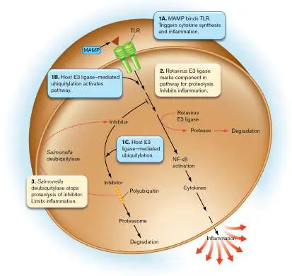 Figure from Chapter 25, Microbiology: An Evolving Science 6e