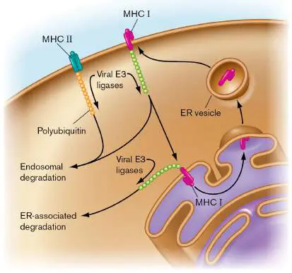 Figure from Chapter 25, Microbiology: An Evolving Science 6e