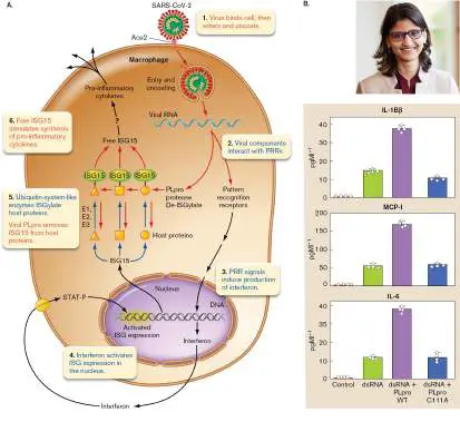 Figure from Chapter 25, Microbiology: An Evolving Science 6e
