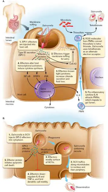 Figure from Chapter 25, Microbiology: An Evolving Science 6e
