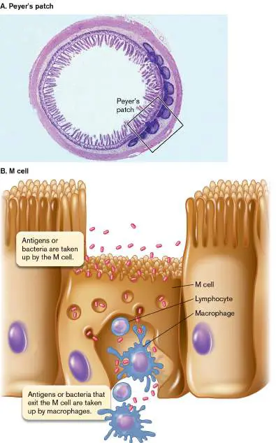 Figure from Chapter 25, Microbiology: An Evolving Science 6e