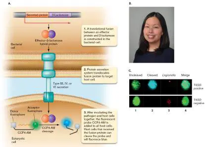 Figure from Chapter 25, Microbiology: An Evolving Science 6e