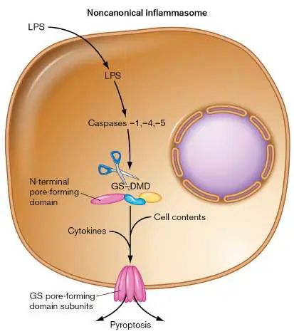 Figure from Chapter 25, Microbiology: An Evolving Science 6e