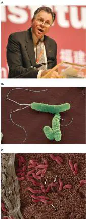 Figure from Chapter 26, Microbiology: An Evolving Science 6e