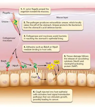 Figure from Chapter 26, Microbiology: An Evolving Science 6e