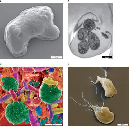 Figure from Chapter 26, Microbiology: An Evolving Science 6e