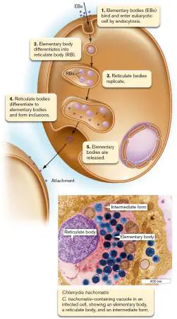 Figure from Chapter 26, Microbiology: An Evolving Science 6e