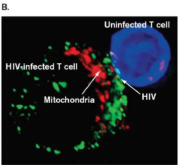 Figure from Chapter 26, Microbiology: An Evolving Science 6e