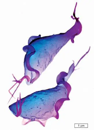 Figure from Chapter 26, Microbiology: An Evolving Science 6e