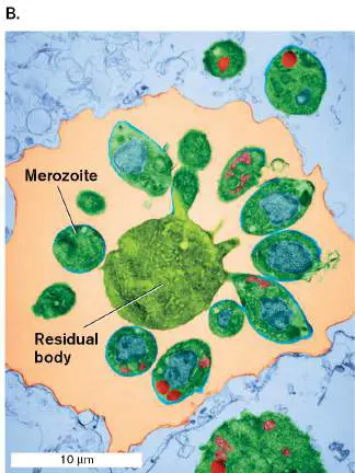 Figure from Chapter 26, Microbiology: An Evolving Science 6e