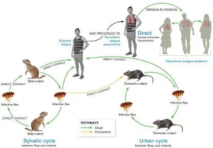 Figure from Chapter 26, Microbiology: An Evolving Science 6e