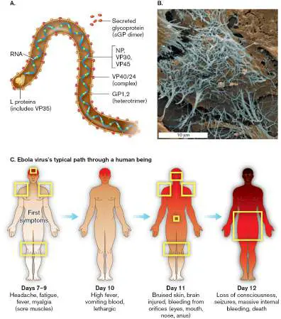 Figure from Chapter 26, Microbiology: An Evolving Science 6e