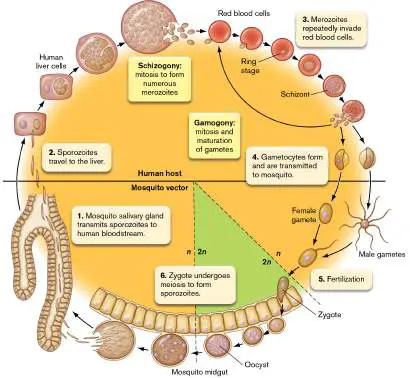 Figure from Chapter 26, Microbiology: An Evolving Science 6e