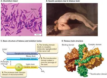 Figure from Chapter 26, Microbiology: An Evolving Science 6e
