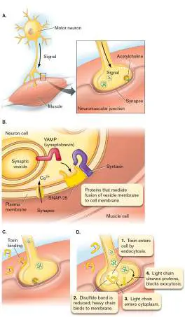 Figure from Chapter 26, Microbiology: An Evolving Science 6e