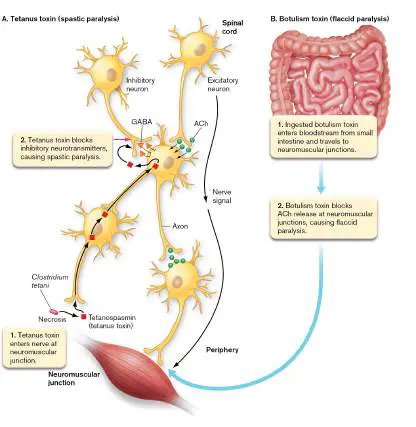 Figure from Chapter 26, Microbiology: An Evolving Science 6e