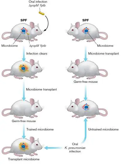 Figure from Chapter 26, Microbiology: An Evolving Science 6e