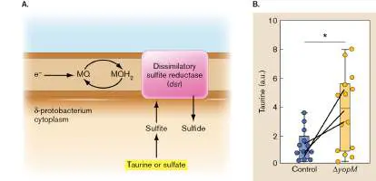 Figure from Chapter 26, Microbiology: An Evolving Science 6e