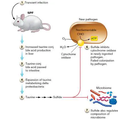 Figure from Chapter 26, Microbiology: An Evolving Science 6e