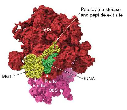 Figure from Chapter 27, Microbiology: An Evolving Science 6e