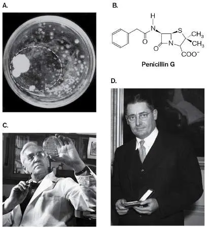 Figure from Chapter 27, Microbiology: An Evolving Science 6e