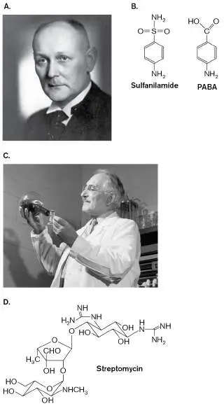 Figure from Chapter 27, Microbiology: An Evolving Science 6e