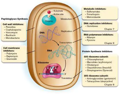 Figure from Chapter 27, Microbiology: An Evolving Science 6e