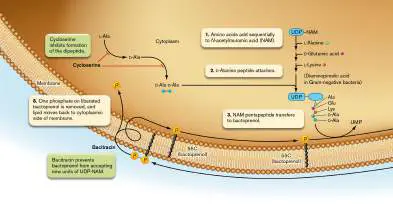Figure from Chapter 27, Microbiology: An Evolving Science 6e