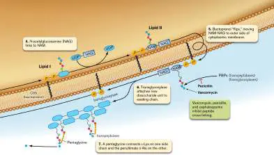 Figure from Chapter 27, Microbiology: An Evolving Science 6e