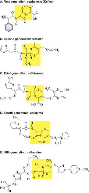 Figure from Chapter 27, Microbiology: An Evolving Science 6e