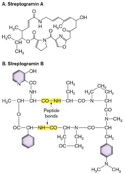 Figure from Chapter 27, Microbiology: An Evolving Science 6e