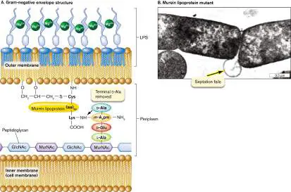 Figure from Chapter 27, Microbiology: An Evolving Science 6e