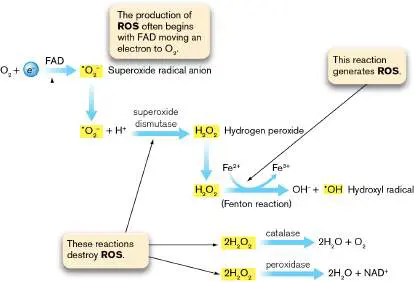 Figure from Chapter 27, Microbiology: An Evolving Science 6e